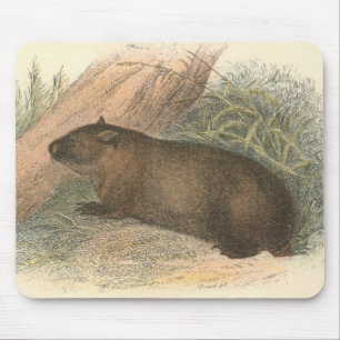 Alfombrilla De Ratón Richard Lydekker - Wombat tasmano