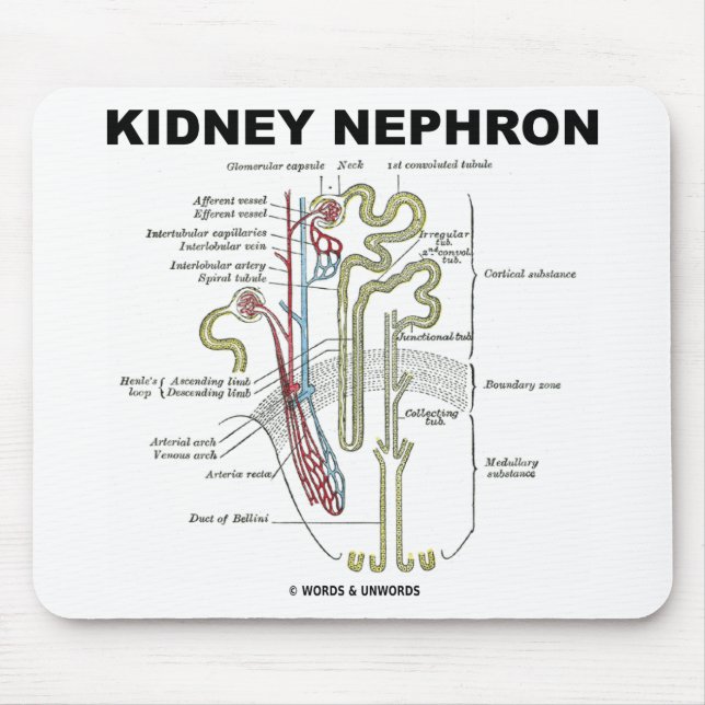 Alfombrilla De Ratón Riñón Nephron (Frente)