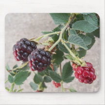 Ripe Blackberries