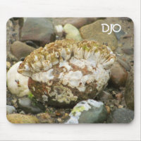 Roca Barnacle Mohawk Beach