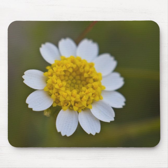 Alfombrilla De Ratón Rock Daisy Mousepad (Frente)