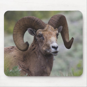 Alfombrilla De Ratón Rocky Mountain Bighorn Ram