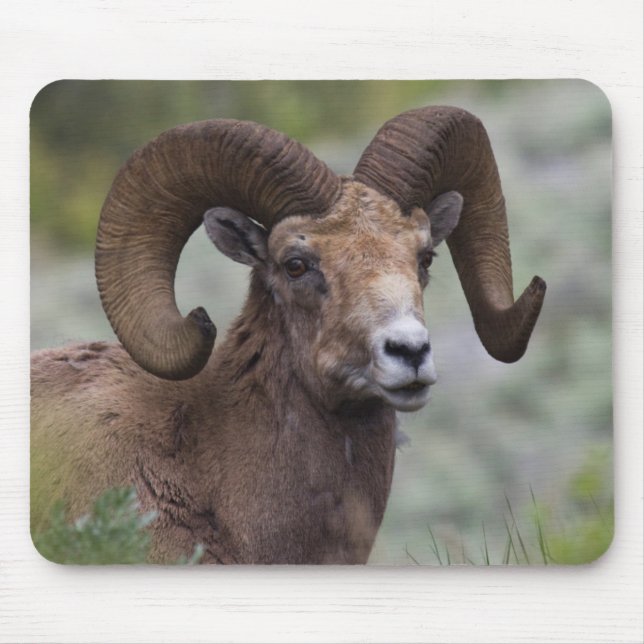 Alfombrilla De Ratón Rocky Mountain Bighorn Ram (Frente)