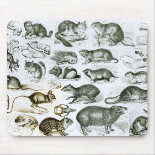 Alfombrilla De Ratón Rodentia-Roedores o animales de roedura