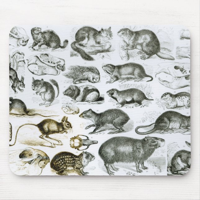 Alfombrilla De Ratón Rodentia-Roedores o animales de roedura (Frente)