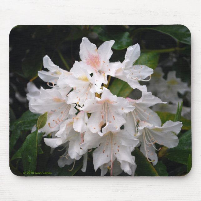Alfombrilla De Ratón Rododendro blanco Mousepad (Frente)