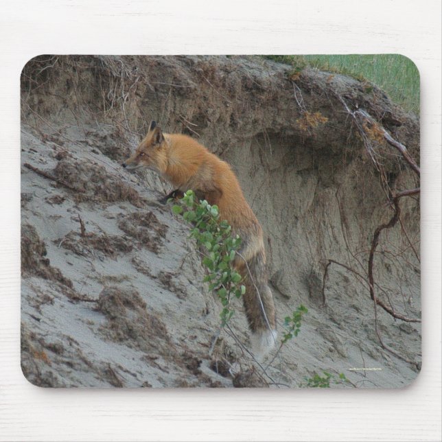 Alfombrilla De Ratón Rojo Fox robando huevos para fauna silvestre Mouse (Frente)
