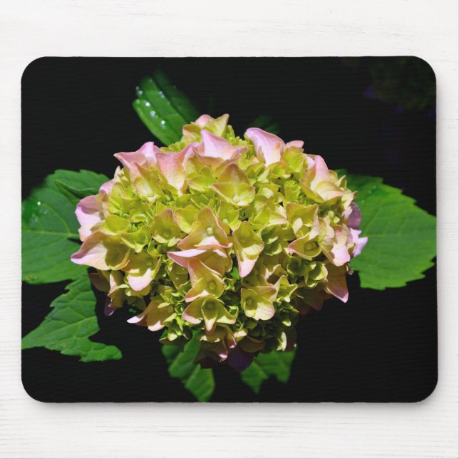 Alfombrilla De Ratón Rosa amarillo verde Hydrangea flor amarilla rosa (Frente)