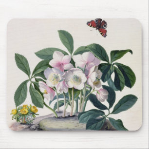 Alfombrilla De Ratón Rosa de navidad (Helleborus Niger) e invierno