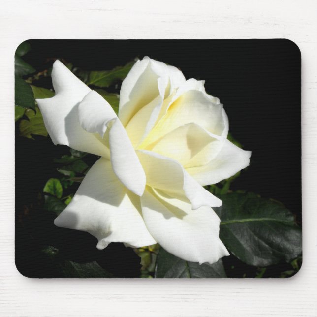 Alfombrilla De Ratón Rosa de té híbrido blanco pascali (Frente)