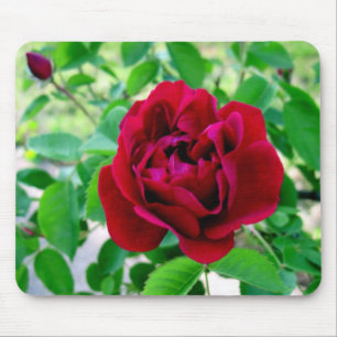 Alfombrilla De Ratón Rosa rojo con el brote