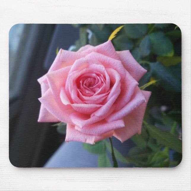 Alfombrilla De Ratón Rosa rosa llena (Frente)