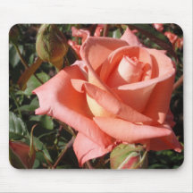 Rosa Rosa Melocotón