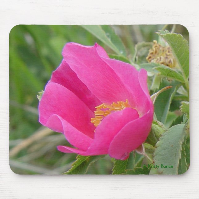 Alfombrilla De Ratón Rosa silvestre F7 (Frente)