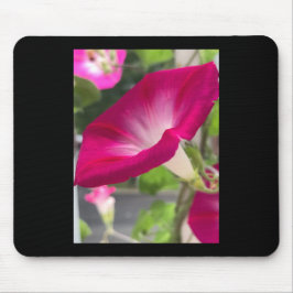 Alfombrilla De Ratón Ruby Red Morning Glory Mousepad