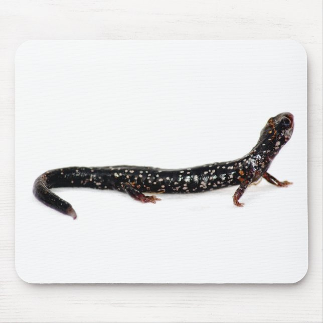 Alfombrilla De Ratón salamander manchado del mousepad de Norteamérica (Frente)