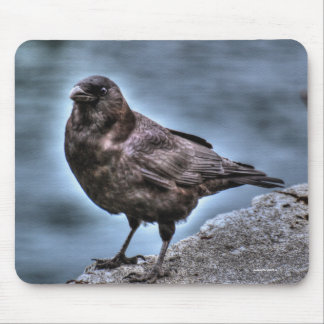 Alfombrilla De Ratón Salvaje Raven negro parado sobre rocas