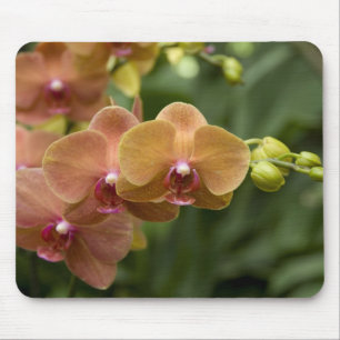 Alfombrilla De Ratón Sánscrito de Singapur para Ciudad León). Naciona