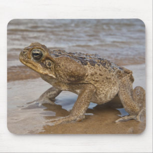 Alfombrilla De Ratón Sapo de Caña Rhinella marina, previamente Bufo