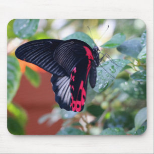 Alfombrilla De Ratón Scarlet Mormon Butterfly