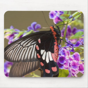 Alfombrilla De Ratón SE Asia, Tailandia, Doi Inthanon, Papilio