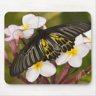 Alfombrilla De Ratón SE Asia, Tailandia, Khon Kaen