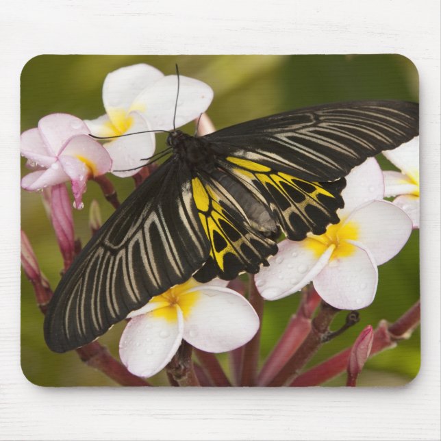 Alfombrilla De Ratón SE Asia, Tailandia, Khon Kaen (Frente)