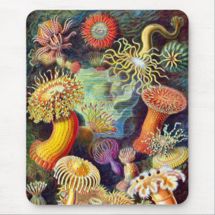 Alfombrilla De Ratón Sea Anemones Ernst Haeckel Bella Artes