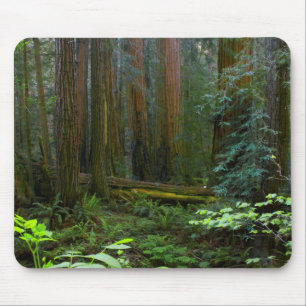 Alfombrilla De Ratón Secuoyas en el Parque Nacional Muir Woods