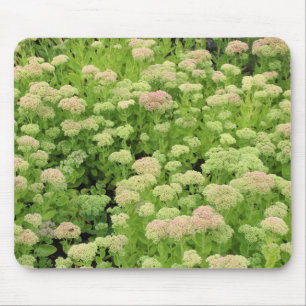 Alfombrilla De Ratón Sedum "Alegría del otoño"