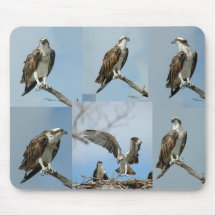 Seis fotos Mousepad del pájaro de Osprey