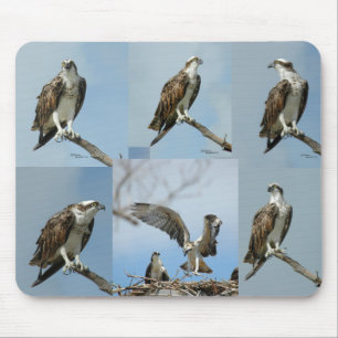 Alfombrilla De Ratón Seis fotos Mousepad del pájaro de Osprey