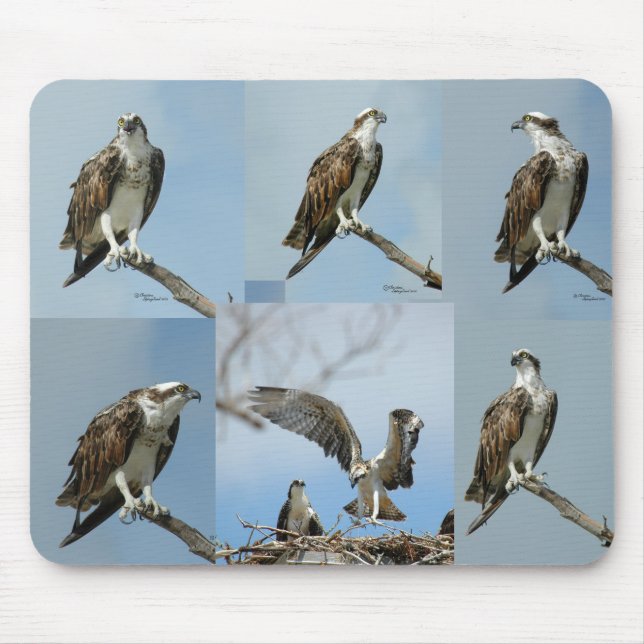 Alfombrilla De Ratón Seis fotos Mousepad del pájaro de Osprey (Frente)