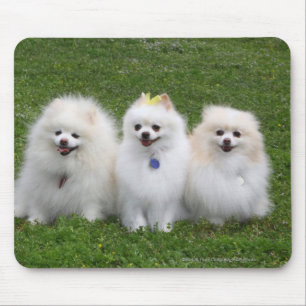 Alfombrilla De Ratón Sentada de 3 Pomeranians