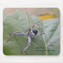 ¿Seriamente usted que me mira?