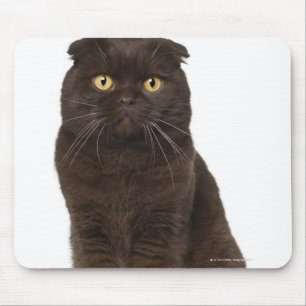 Alfombrilla De Ratón Sesión de Scottish Fold (18 meses de edad)