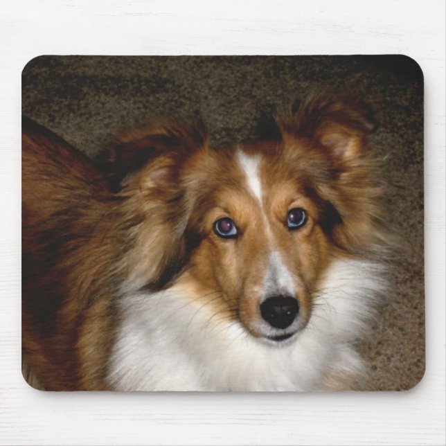 Alfombrilla De Ratón ~ Sheltie Mousepad del perro pastor de Shetland (Frente)