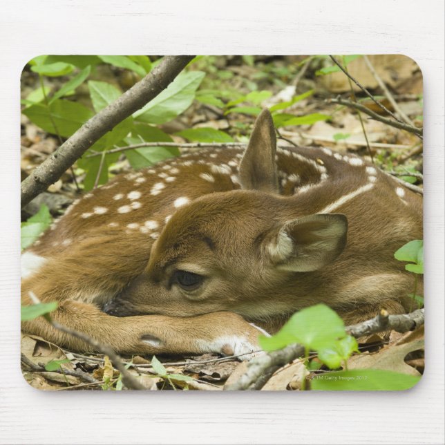 Alfombrilla De Ratón Shenandoah NP, Virginia, Estados Unidos (Frente)