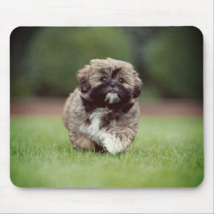 Alfombrilla De Ratón Shih tzu, perro, cachorro