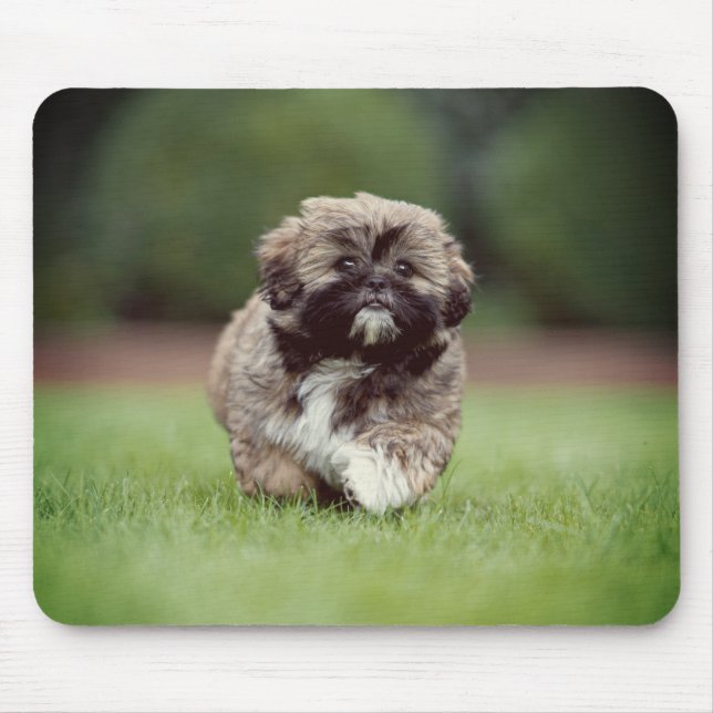 Alfombrilla De Ratón Shih tzu, perro, cachorro (Frente)