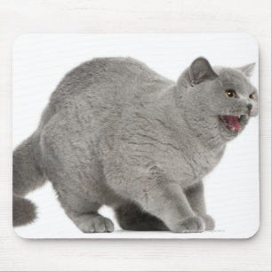 Alfombrilla De Ratón Shorthair británico asustado que silba (8 meses)