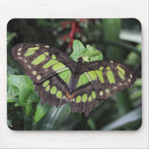 Alfombrilla De Ratón Siproeta stelenes