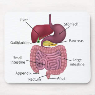 Alfombrilla De Ratón Sistema digestivo y etiquetas gastrointestinales