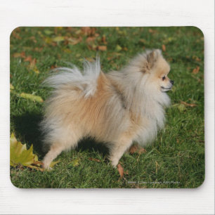 Alfombrilla De Ratón Situación de Pomeranian