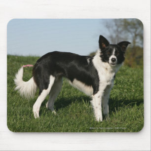 Alfombrilla De Ratón Situación del border collie