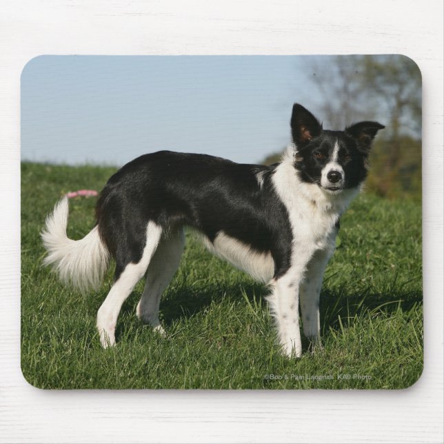 Alfombrilla De Ratón Situación del border collie (Frente)