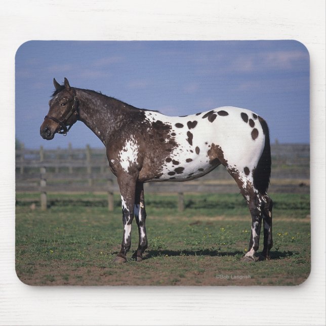 Alfombrilla De Ratón Situación del caballo del Appaloosa (Frente)