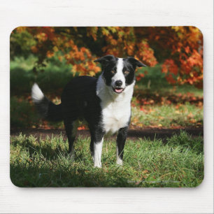 Alfombrilla De Ratón Situación del otoño del border collie