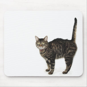 Alfombrilla De Ratón Situación masculina nacional del gato de tabby