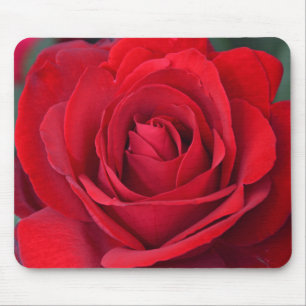 Alfombrilla De Ratón Solo rosa rojo en la plena floración